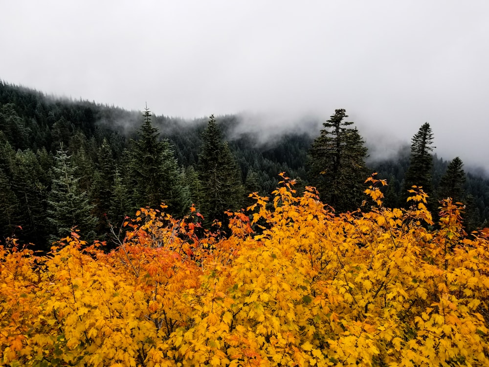 trees and seaclouds