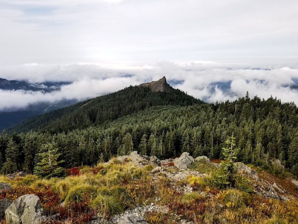 aerial view photography of forest