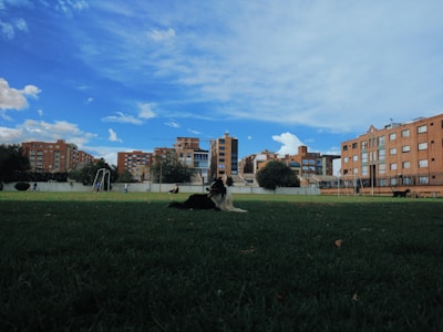 A dog lies on a grassy field in an urban park. The scene includes a backdrop of residential buildings under a partly cloudy blue sky. Several people are visible, scattered around the field, suggesting a leisurely afternoon atmosphere.