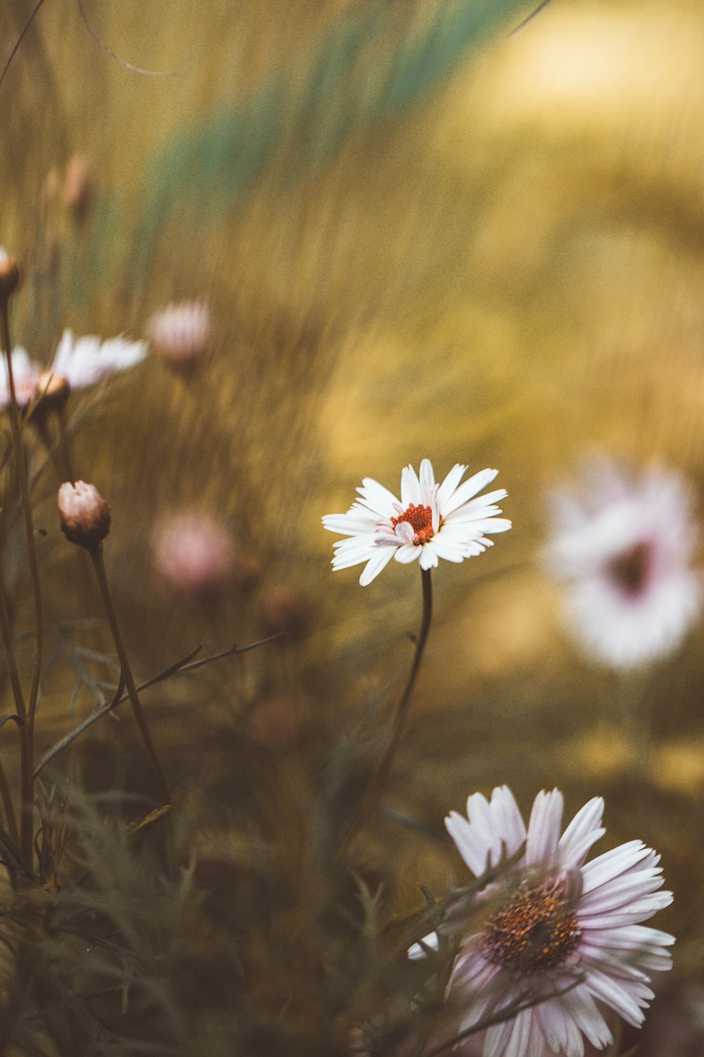 white daisy flowers