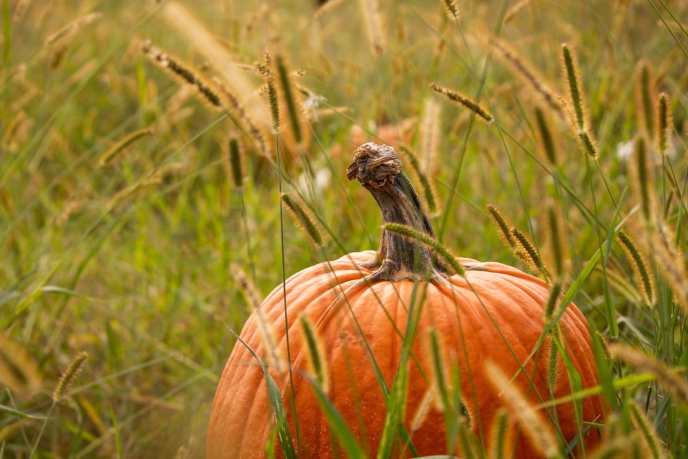 orange pumpkin on grass field