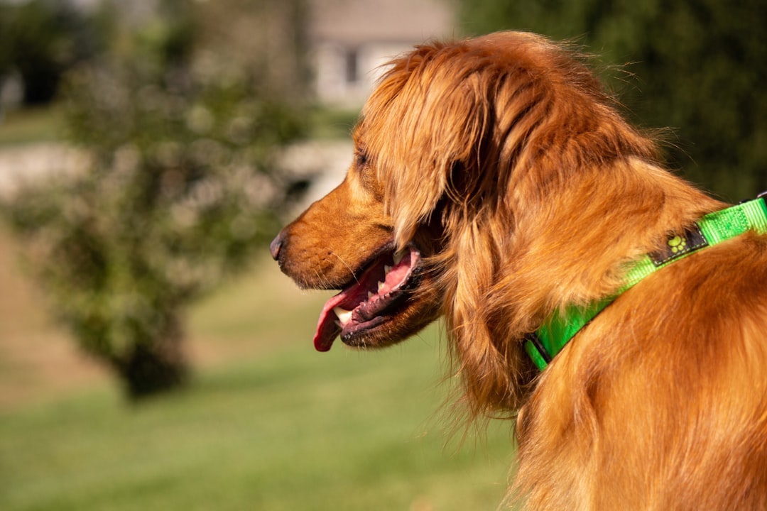 adult dark golden retriever