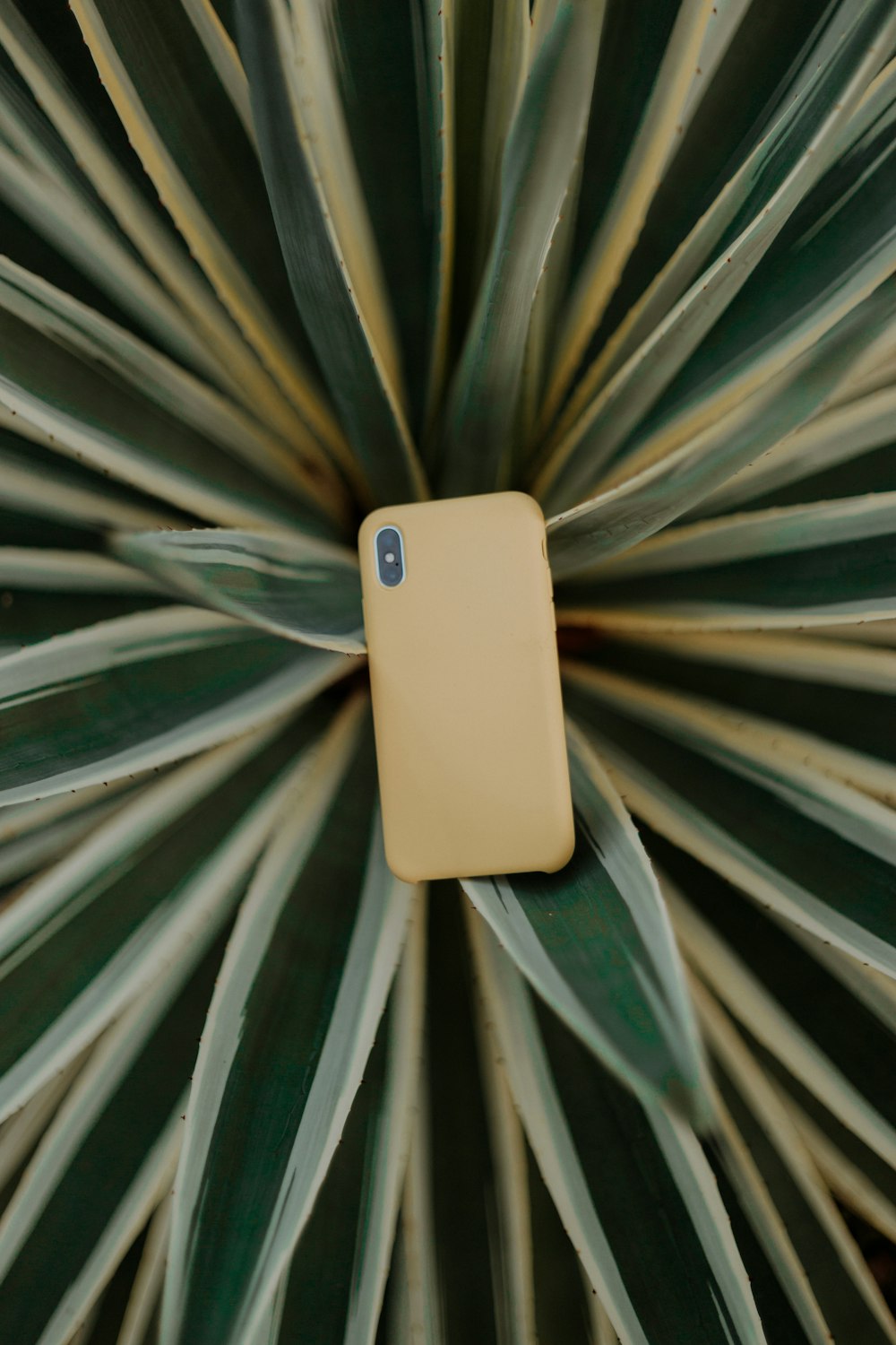 gold smartphone on green snake plant