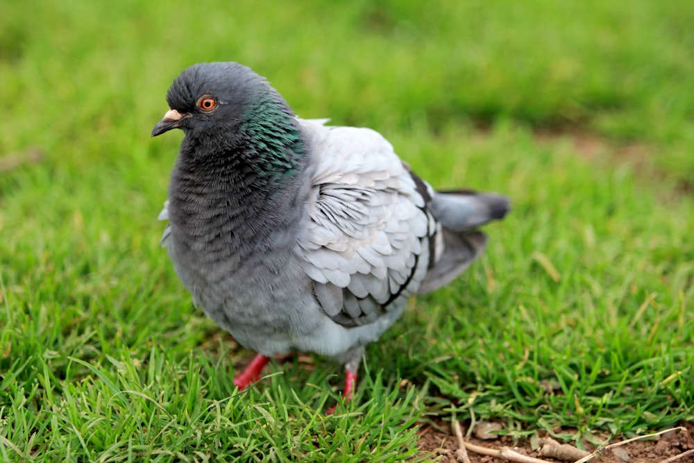 gray pigeon