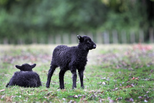 two black sheep in Cornwall Park New Zealand