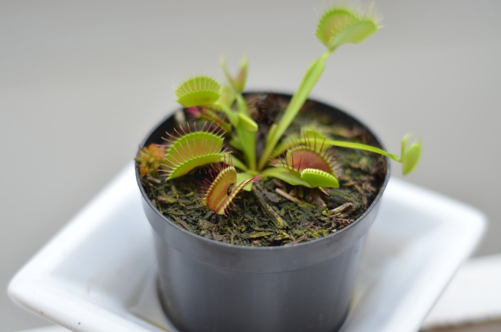 pianta verde in vaso grigia