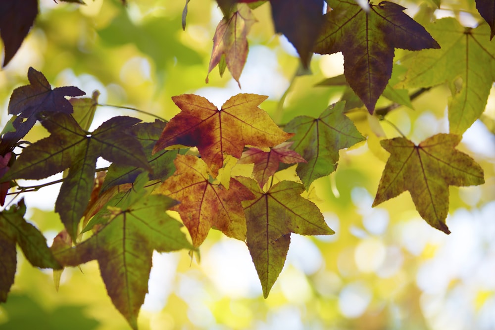 focus photography of green leaf