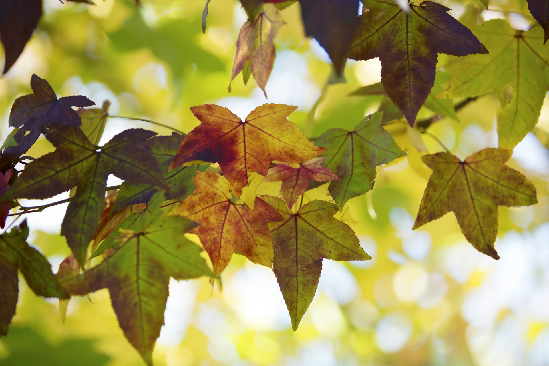 focus photography of green leaf