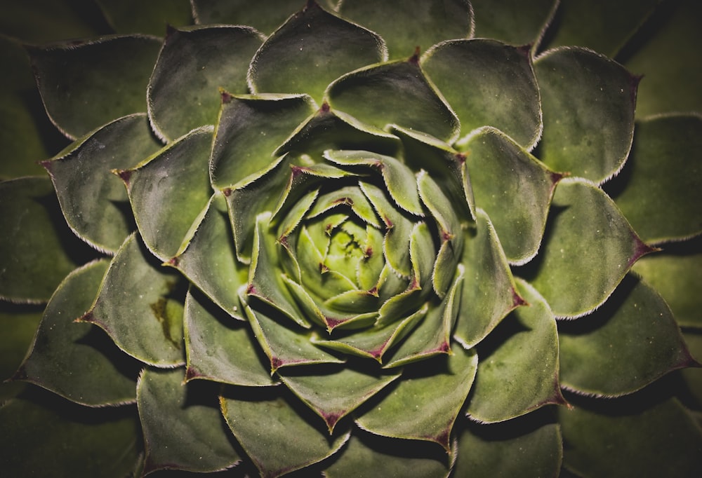 green succulent plant in closeup photography