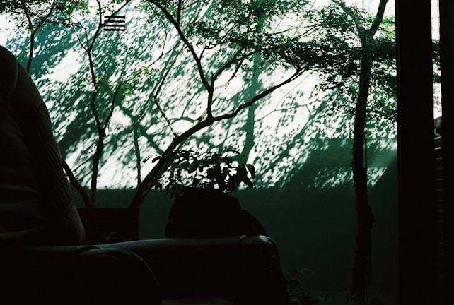 Morning light casting soft shadows on the life tree silhouette sculpture