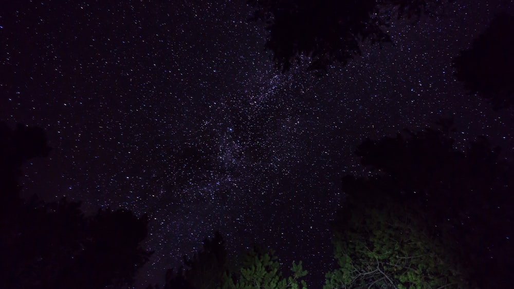árboles bajo las estrellas