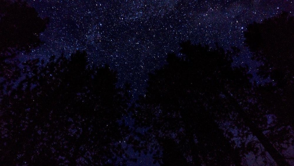 the night sky is filled with stars and trees