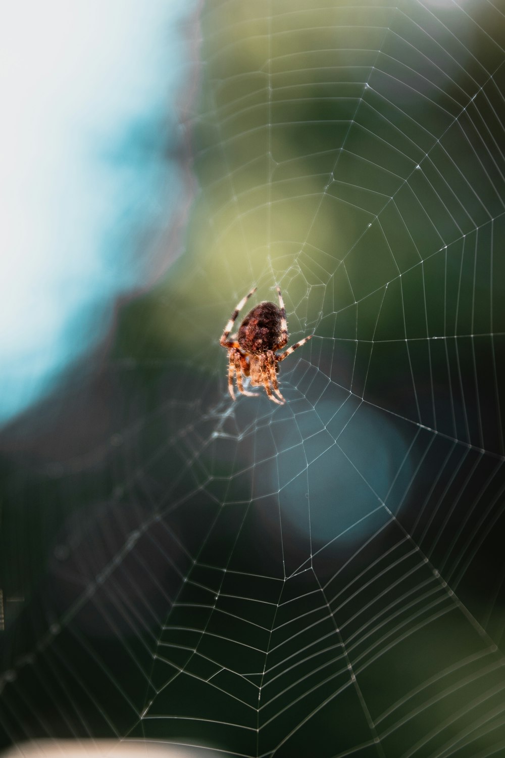 selective focus photography of brown spider