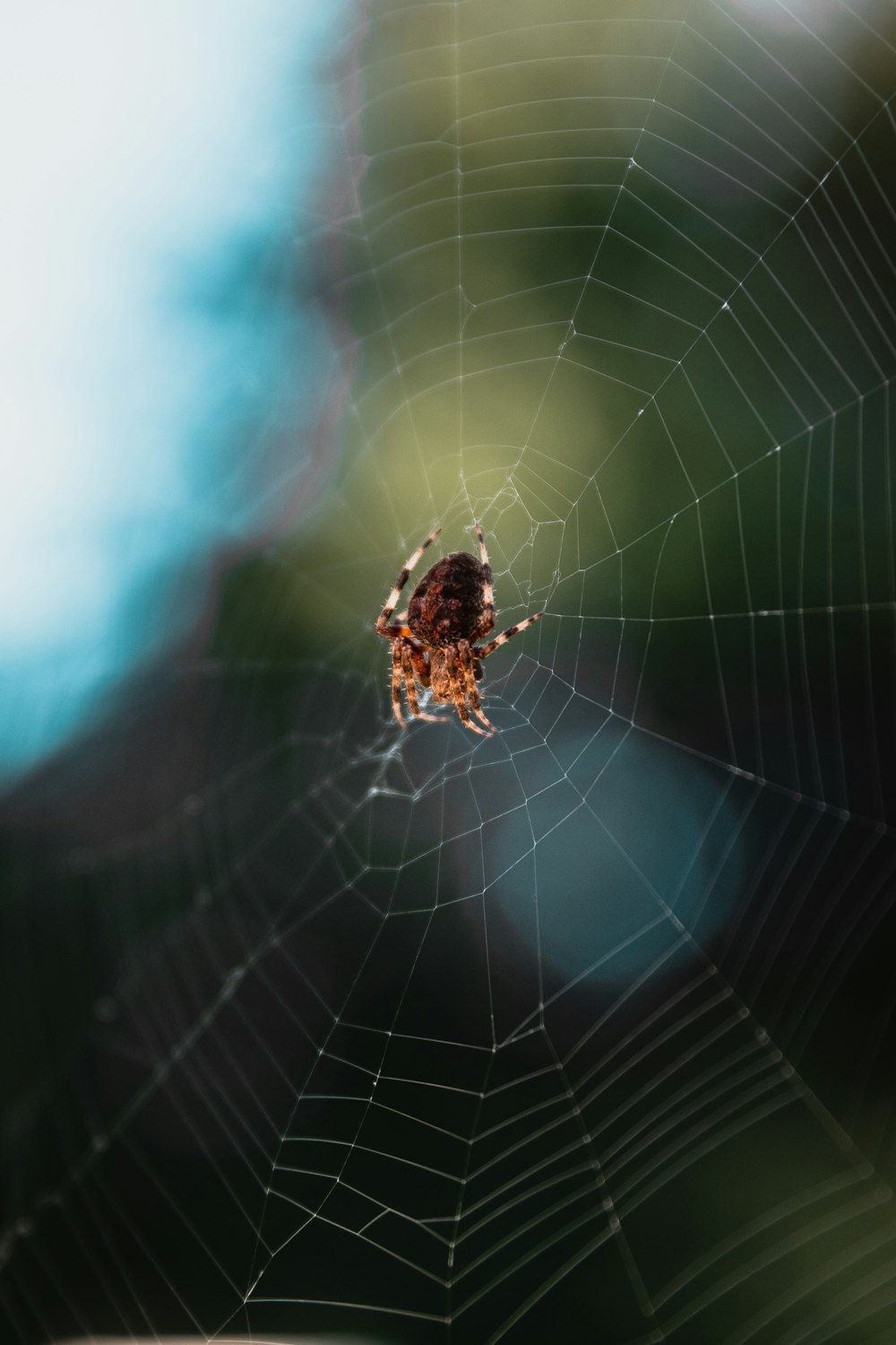 shallow focus photography of brown spider