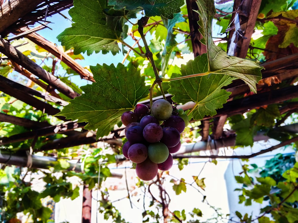 closeup photography of grapes