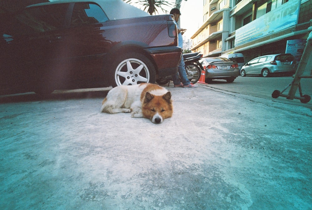 long-coated white and brown dog lying near red vehicle