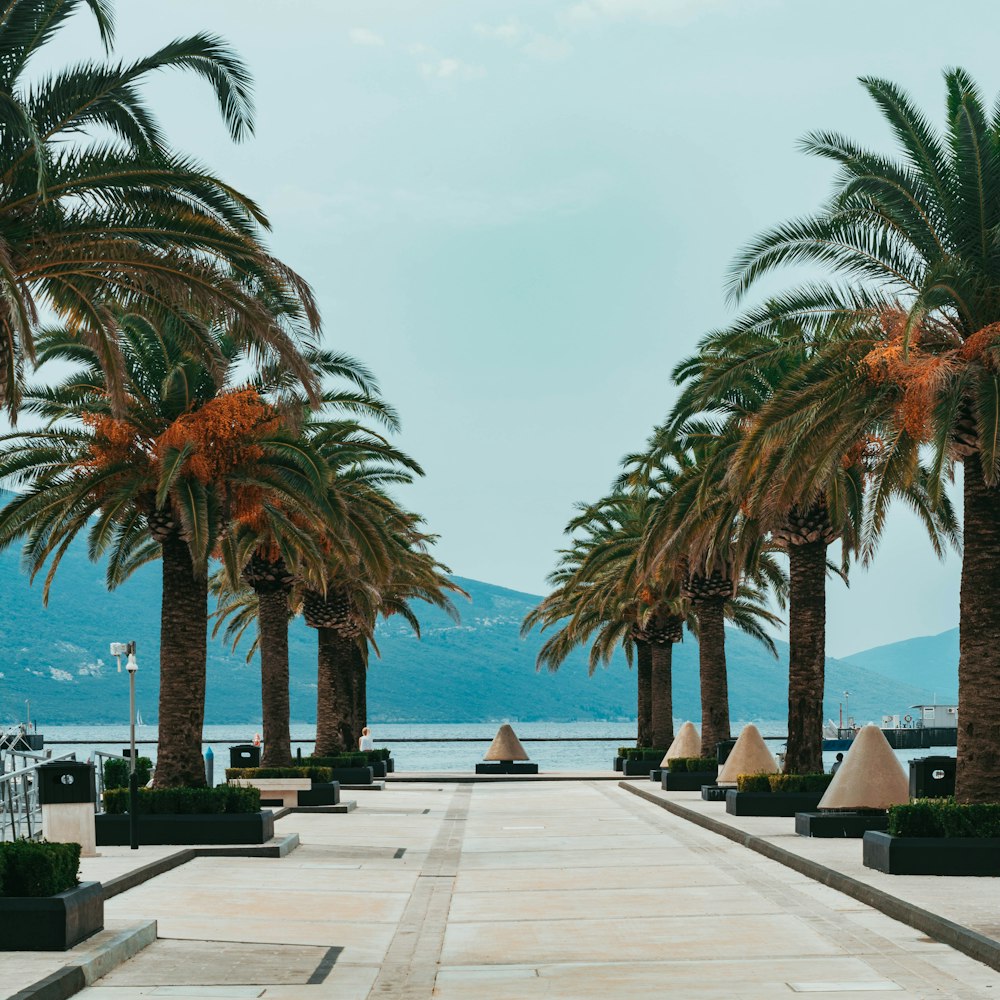 palm trees during daytime