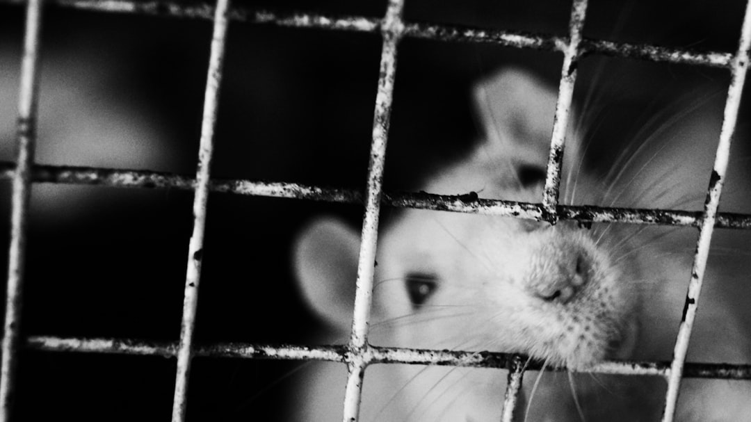Caged animals. Животные клетки.