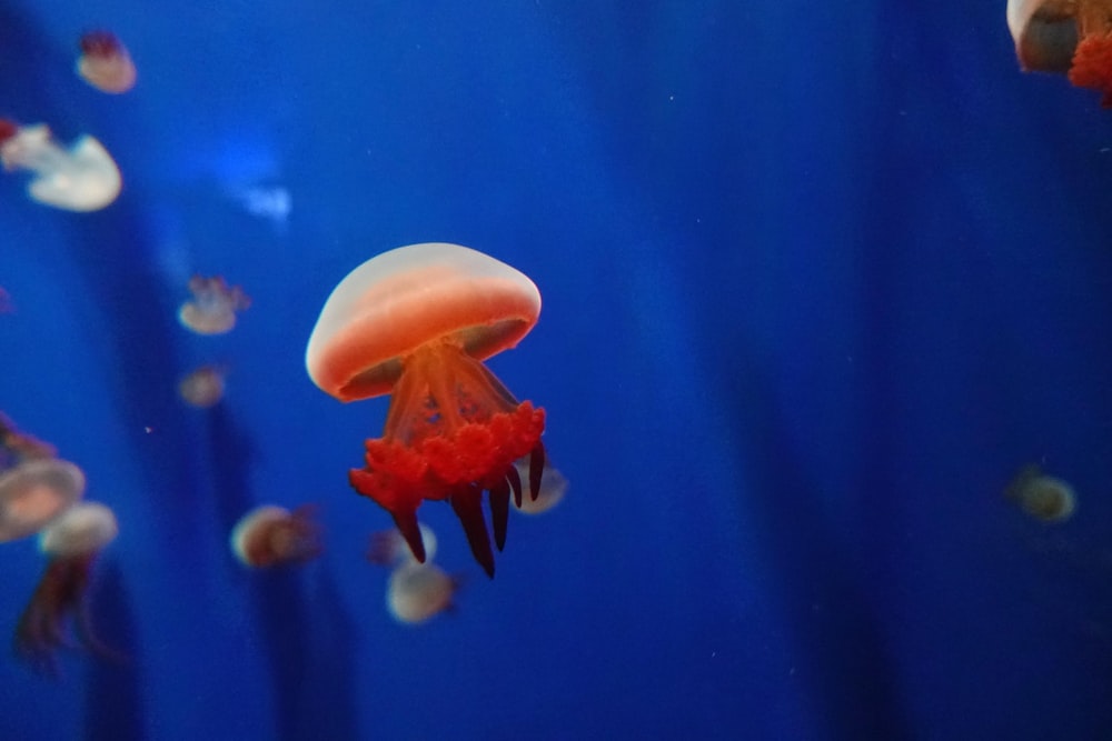 orange jellyfish swimming underwater