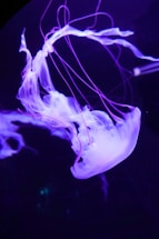 A luminescent jellyfish glows against a dark background, displaying long, flowing tentacles and a translucent bell with a captivating purple hue.