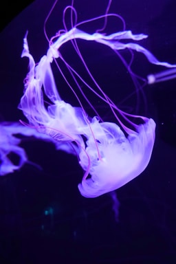A luminescent jellyfish glows against a dark background, displaying long, flowing tentacles and a translucent bell with a captivating purple hue.