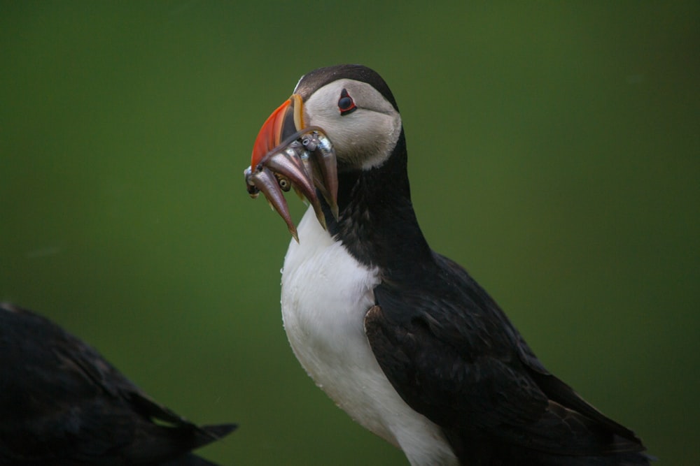 oiseau blanc et noir