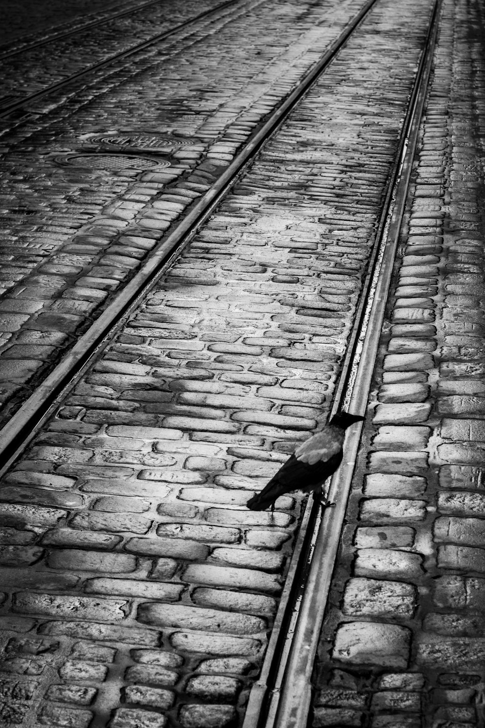 bird on paved road