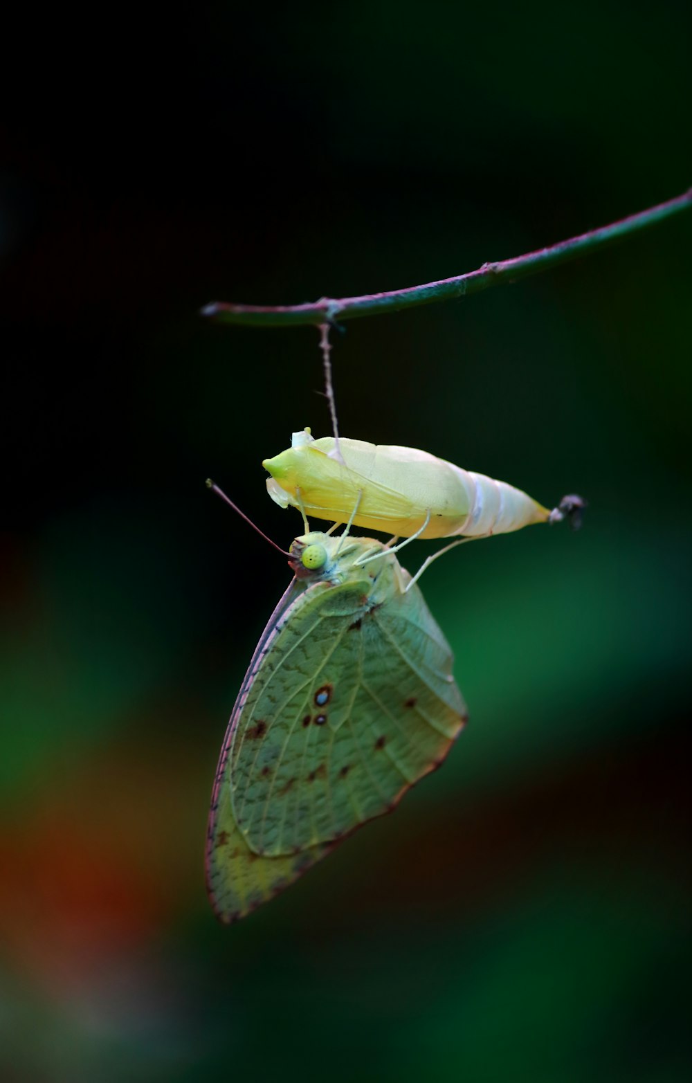 green butterfly on yellow cocoon
