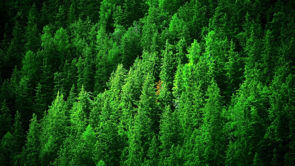 aerial view of pine trees