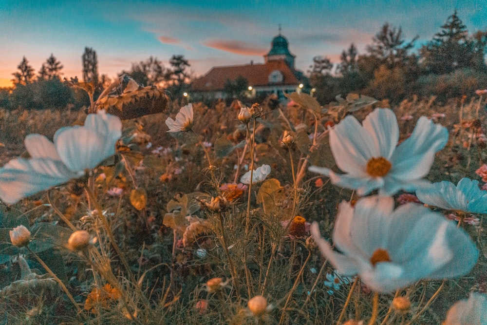 bed of white petaled flower