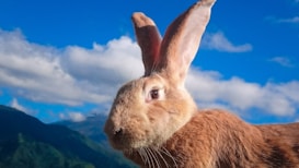 A large brown rabbit with long ears is prominently featured with a vivid blue sky and fluffy white clouds in the background. The rabbit's fur is well-illuminated by sunlight, accentuating its texture.