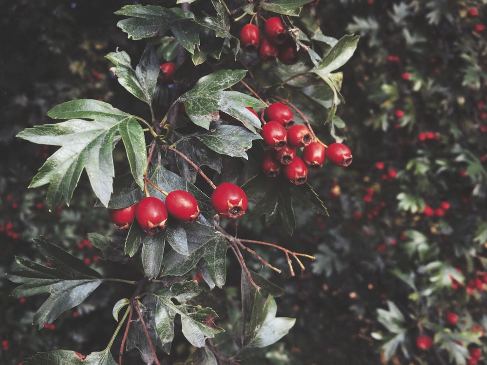 red fruit plant illustration