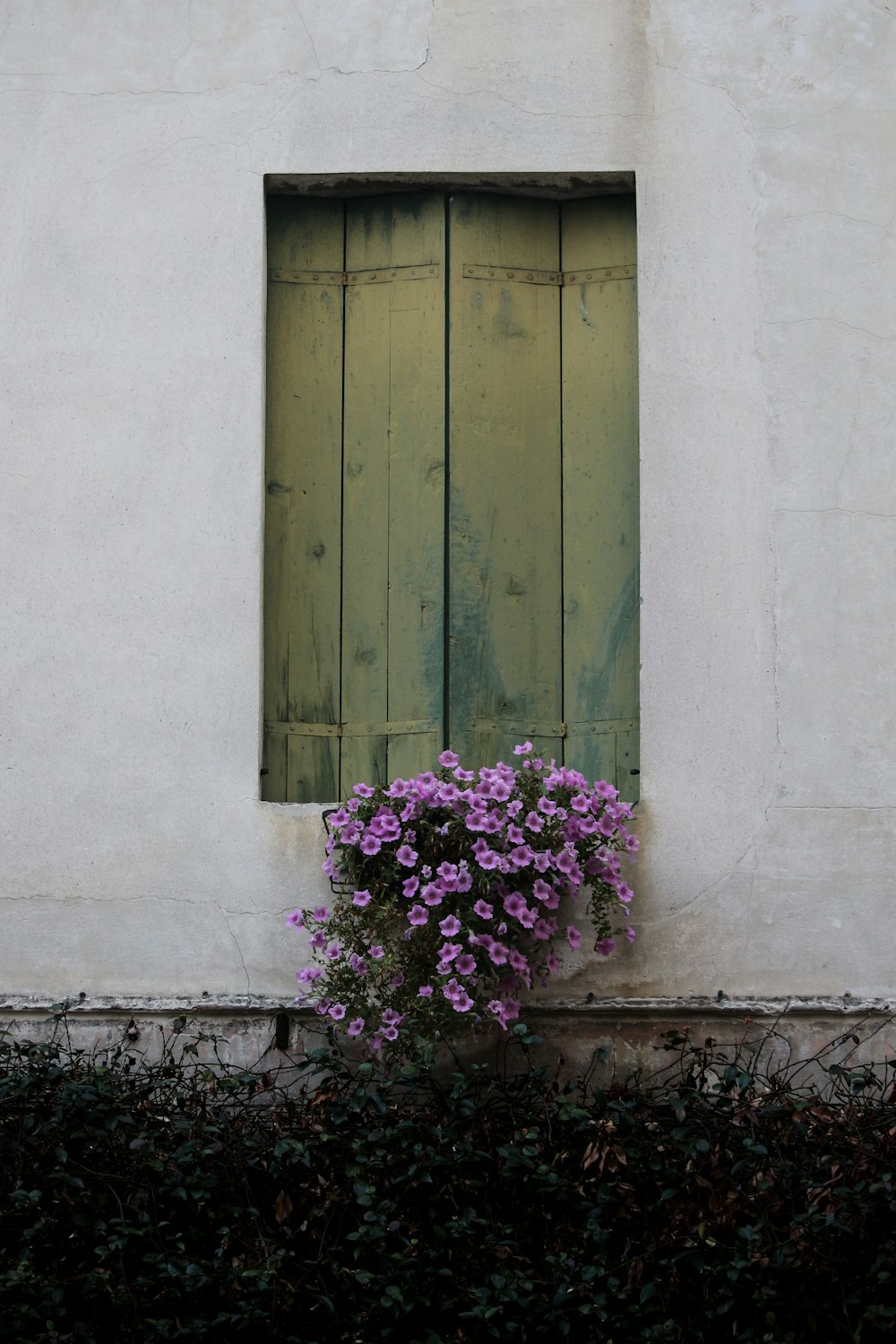 pink petaled flowers near window