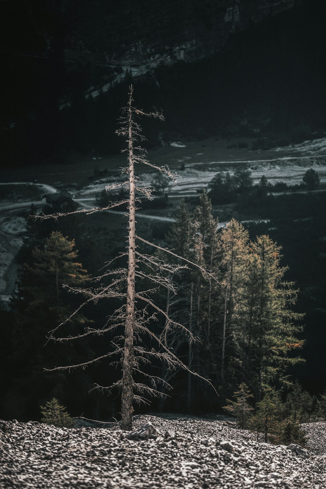 Forest photo spot Naturpark Fanes-Sennes-Prags Monte Piana