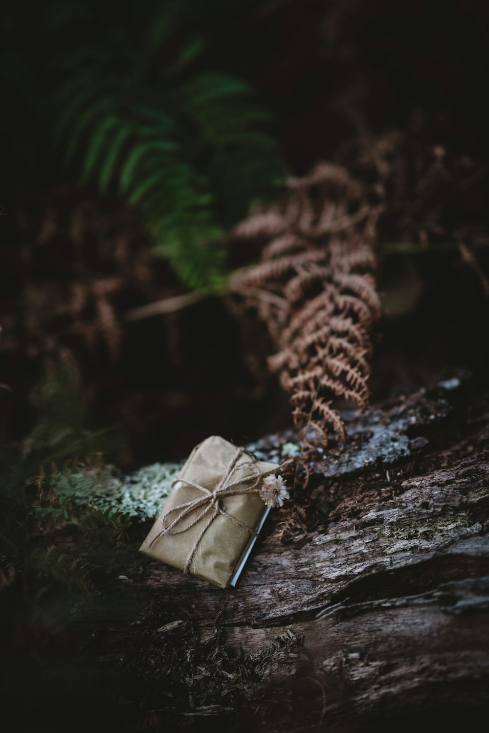 a wrapped present sitting on a log in the woods