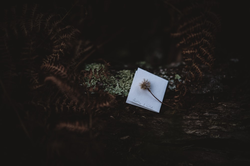 square white note placed on brown leafed plant