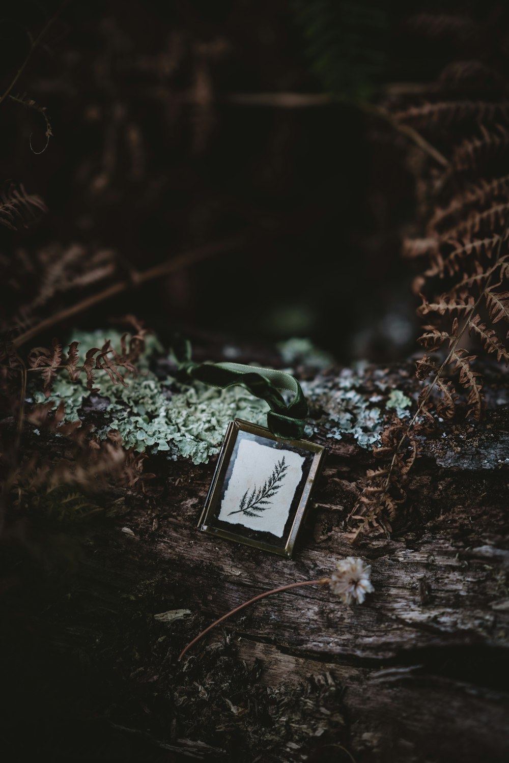 a picture frame sitting on the ground in the woods