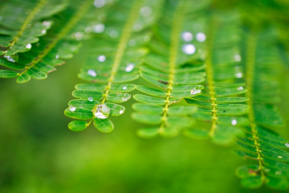 close up photography of leaves with water drop