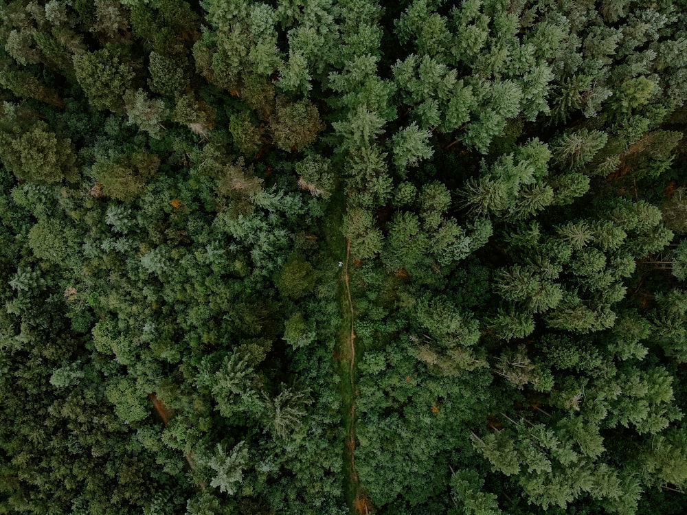 Fotografía de árboles a vista de pájaro