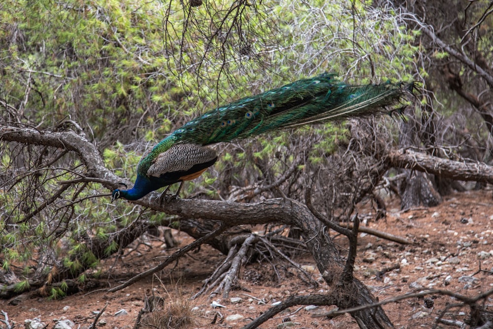 green, blue, and brown peacock