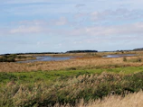 A serene natural landscape showcasing successful conservation and adaptation outcomes.