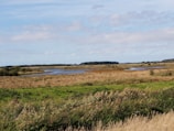 A serene landscape showcasing a natural habitat for wildlife.