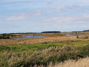 A serene landscape of a hunting area with trees and open fields.