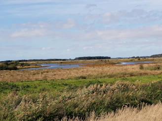 A serene Florida landscape showcasing wetlands and wildlife.