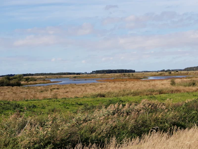 A serene natural landscape showcasing successful conservation and adaptation outcomes.