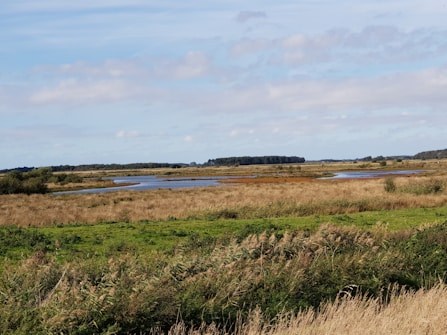 A serene landscape featuring a wetland area with a mixture of grasslands and water bodies. The horizon is lined with distant trees under a partly cloudy sky, creating a tranquil and open atmosphere.