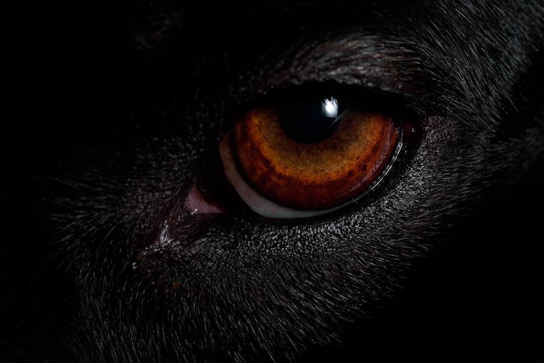 brown animal eye