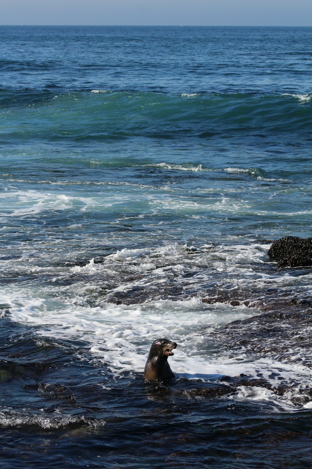 black seal in the sea during daytime