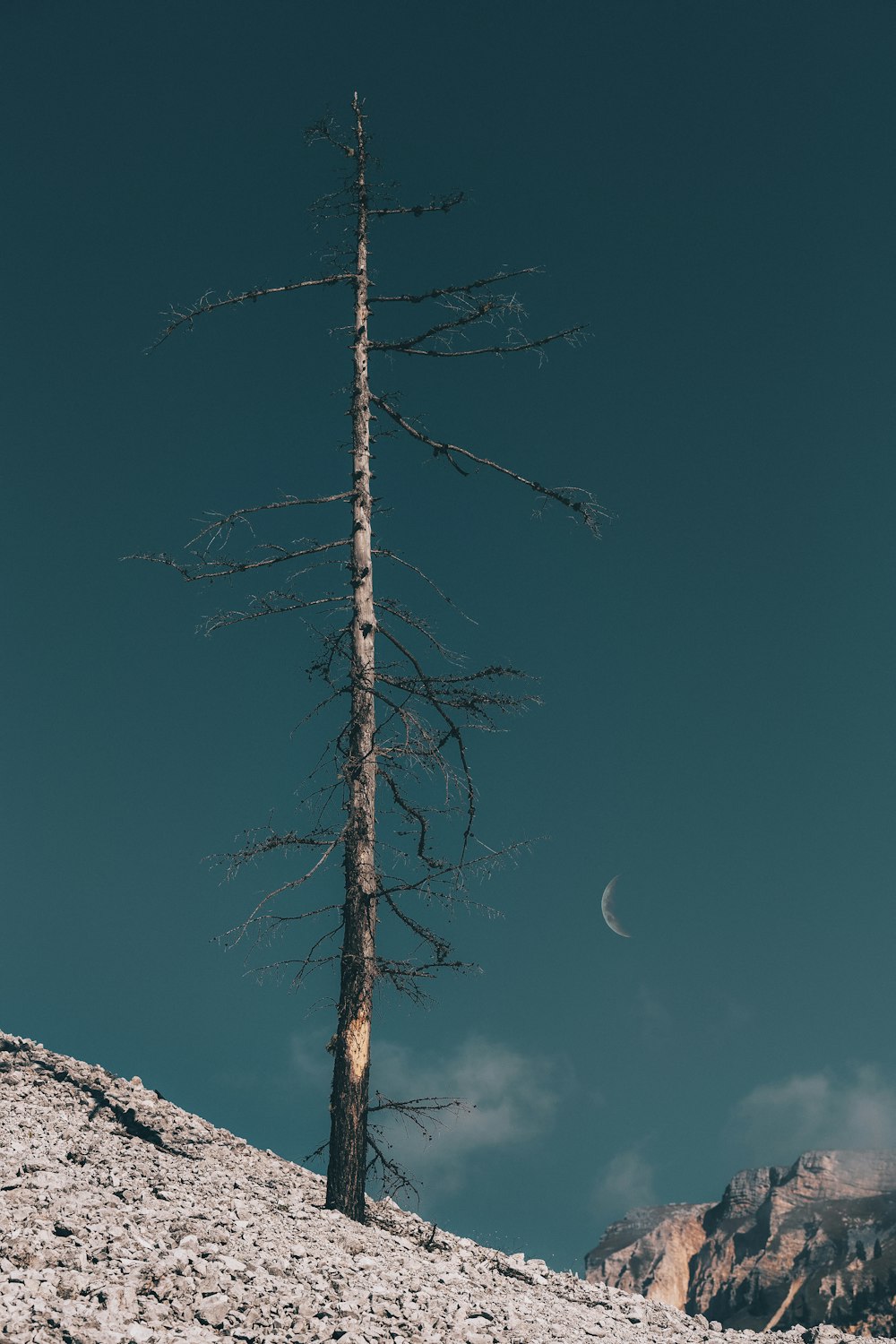 brown and gray tree