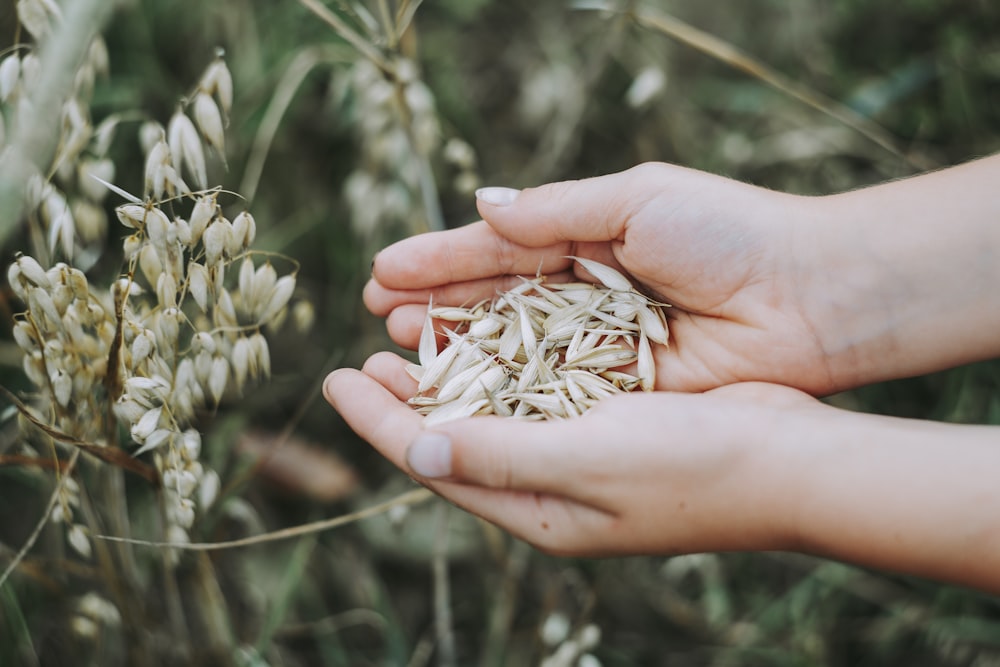 person holding seeds